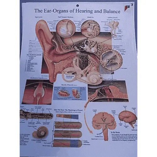 CHART BIOLOGY EAR