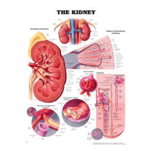 CHART BIOLOGY KIDNEY