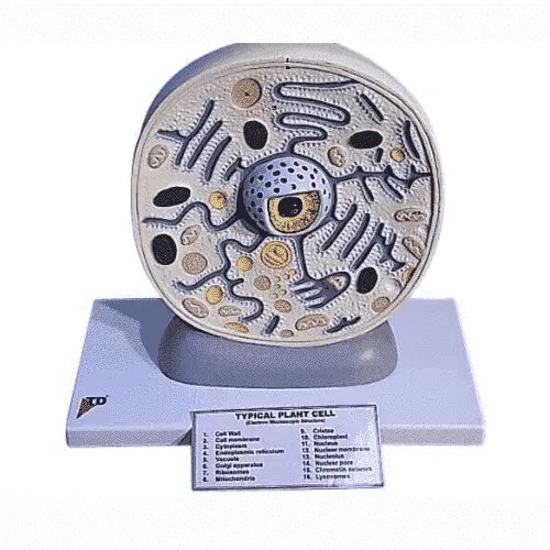 Botany Model Botany Models | Lab Equipment | Lab Consumables | Science Equip ...