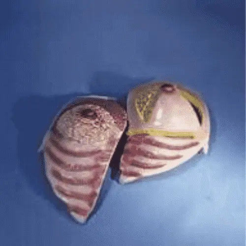Human Biology Models