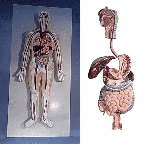 Human Biology Models