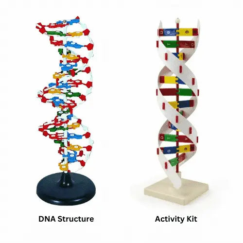 Human Biology Models