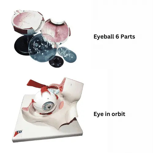 Human Biology Models