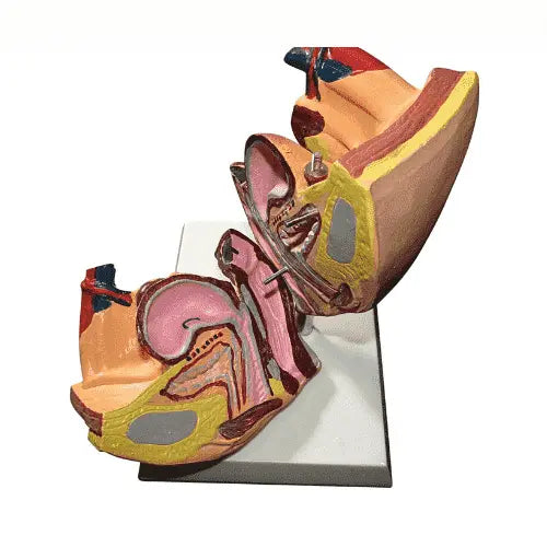 Human Biology Models
