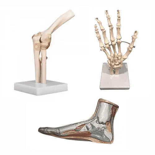 Human Biology Models