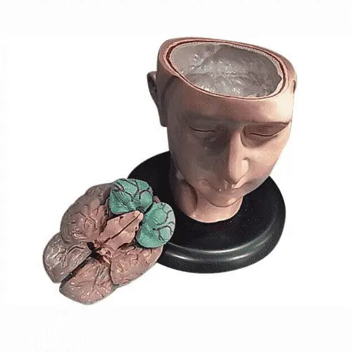 Human Biology Models