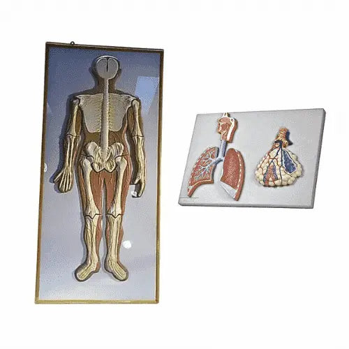 Human Model Lab Human Biology Models | Lab Equipment | Consumables | Science Equip AU