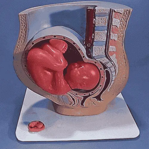 Human Biology Models Scienceequip.com.au