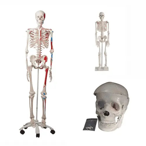 Human Biology Models Scienceequip.com.au
