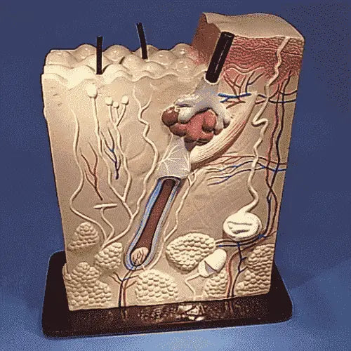 Human Biology Models Scienceequip.com.au