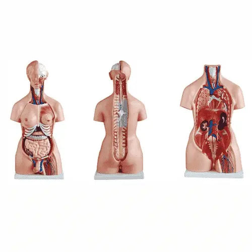 Human Biology Models Scienceequip.com.au