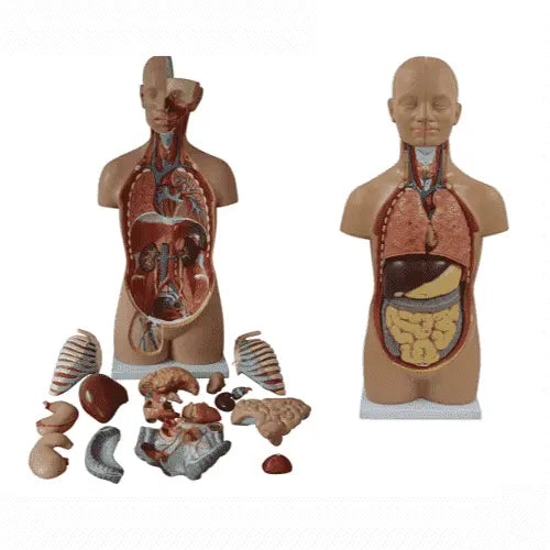 Human Biology Models Scienceequip.com.au
